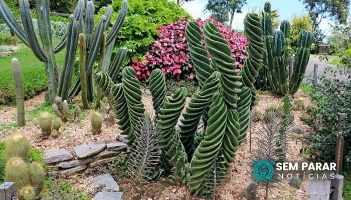 Como cuidar de cactos