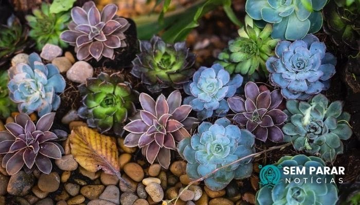 Conheça algumas espécies de suculentas