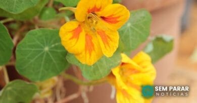 Plantas comestíveis - Saiba Quais são