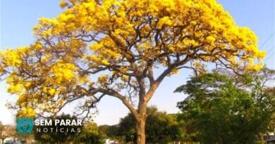 Árvores típicas do Cerrado