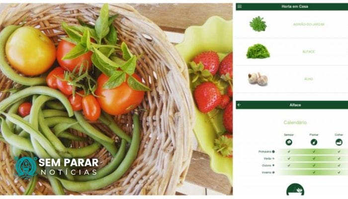 Conheça o app que te ensina a cultivar uma horta