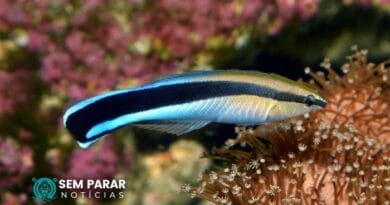 Conheça Aplicativos para Identificar Peixes