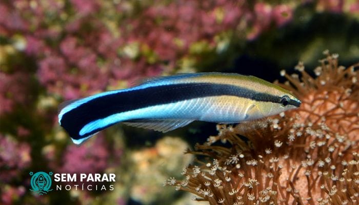 Conheça Aplicativos para Identificar Peixes