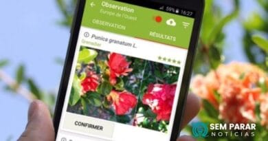 Dicas de App que descobre nome de plantas