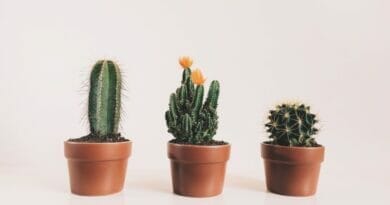 As 10 Plantas para Decorar a sua Casa As mais Fáceis de Cuidar.