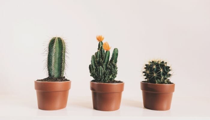 As 10 Plantas para Decorar a sua Casa As mais Fáceis de Cuidar.
