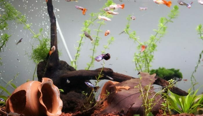 Cultivando Plantas Aquáticas Dicas para um Lago ou Aquário