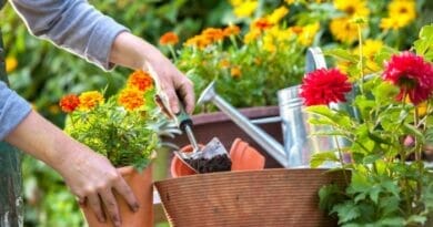 Iniciantes Jardinagem Dicas para Cultivar suas Primeiras Plantas.