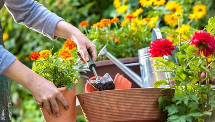 Iniciantes Jardinagem Dicas para Cultivar suas Primeiras Plantas.