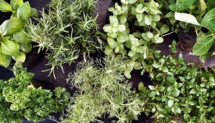 Monte um Jardim de Ervas Aromáticas na Cozinha Guia Completo.