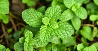 Plantas Medicinais Conheça as Propriedades e Usos Terapêuticos