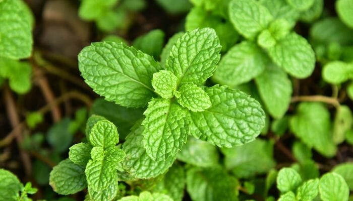 Plantas Medicinais Conheça as Propriedades e Usos Terapêuticos