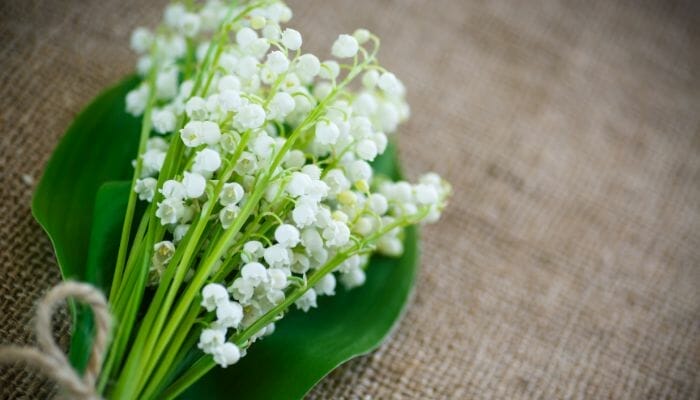 Plantas Ornamentais Descubra Espécies Exóticas para seu Jardim