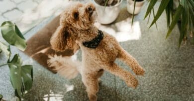 Plantas Tóxicas para Animais de Estimação Cuidado e Prevenção