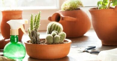 Plantas em Apartamentos Pequenos Dicas para Cuidar.