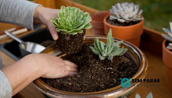 Aplicativos para Cuidar do Seu Jardim: Tenha Guia de Cuidados