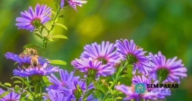 Plantas Nativas Preservando a Flora Brasileira em seu Jardim