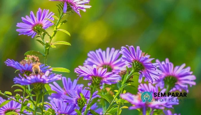 Plantas Nativas Preservando a Flora Brasileira em seu Jardim
