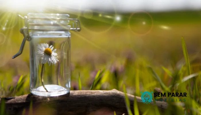 Terapia com Plantas: Contato com a Natureza Impacta a Saúde