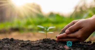 As Plantas para o Equilíbrio do Ecossistema e a Biodiversidade