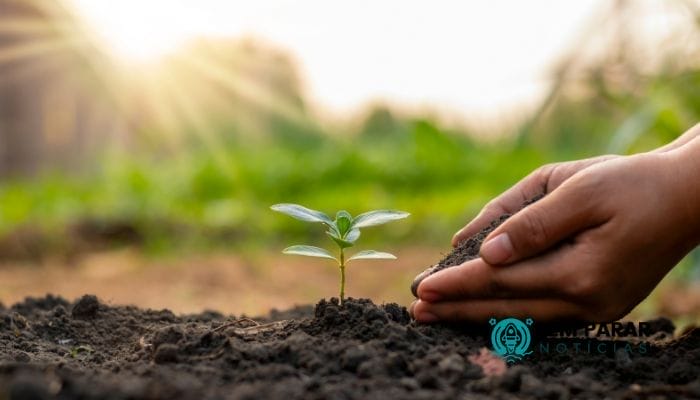 As Plantas para o Equilíbrio do Ecossistema e a Biodiversidade