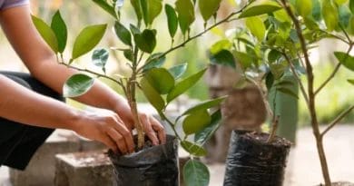 Plantação Interior Escolhendo Espécies para Ambientes Fechados