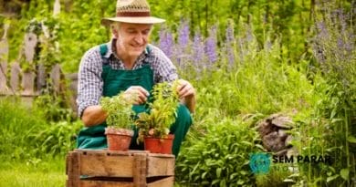 Plantas Adaptadas à Sombra Crie um Jardim Encantador