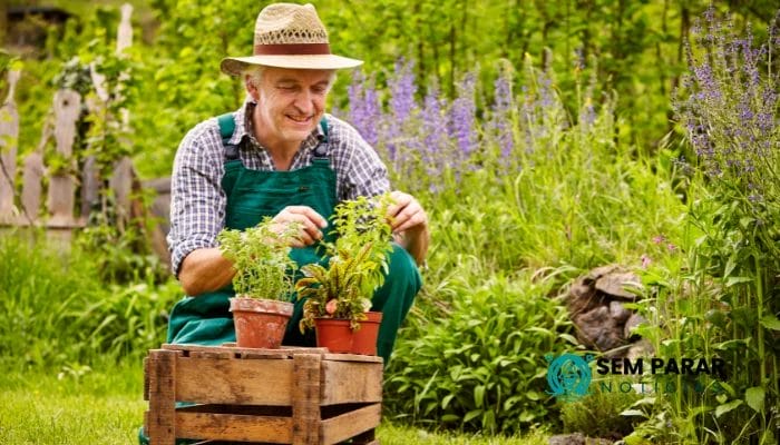 Plantas Adaptadas à Sombra Crie um Jardim Encantador